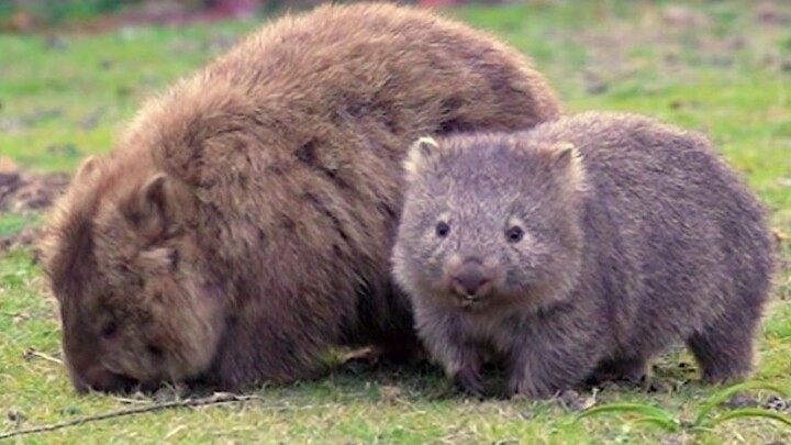 Theo dõi hai chú gấu túi mập dễ thương