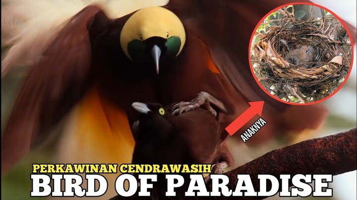 Burung Surga | Bird Of Paradise