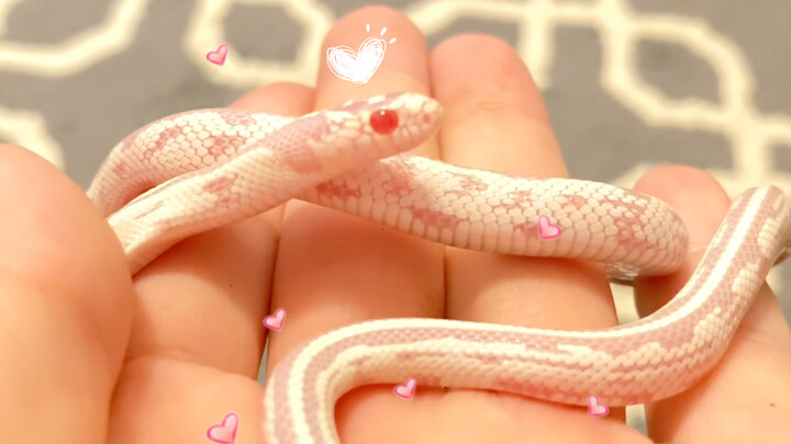 [Animals]Introduction to small snakes