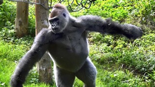 Gorilla Rock Dancing in the Jungle