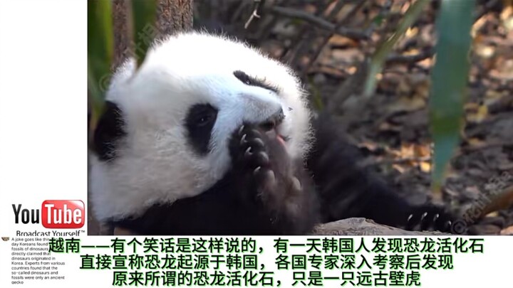 Hot overseas comments on pandas: A Russian netizen said, “We’ll trade five polar bears for one panda