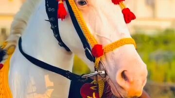 horse Lover 🐴