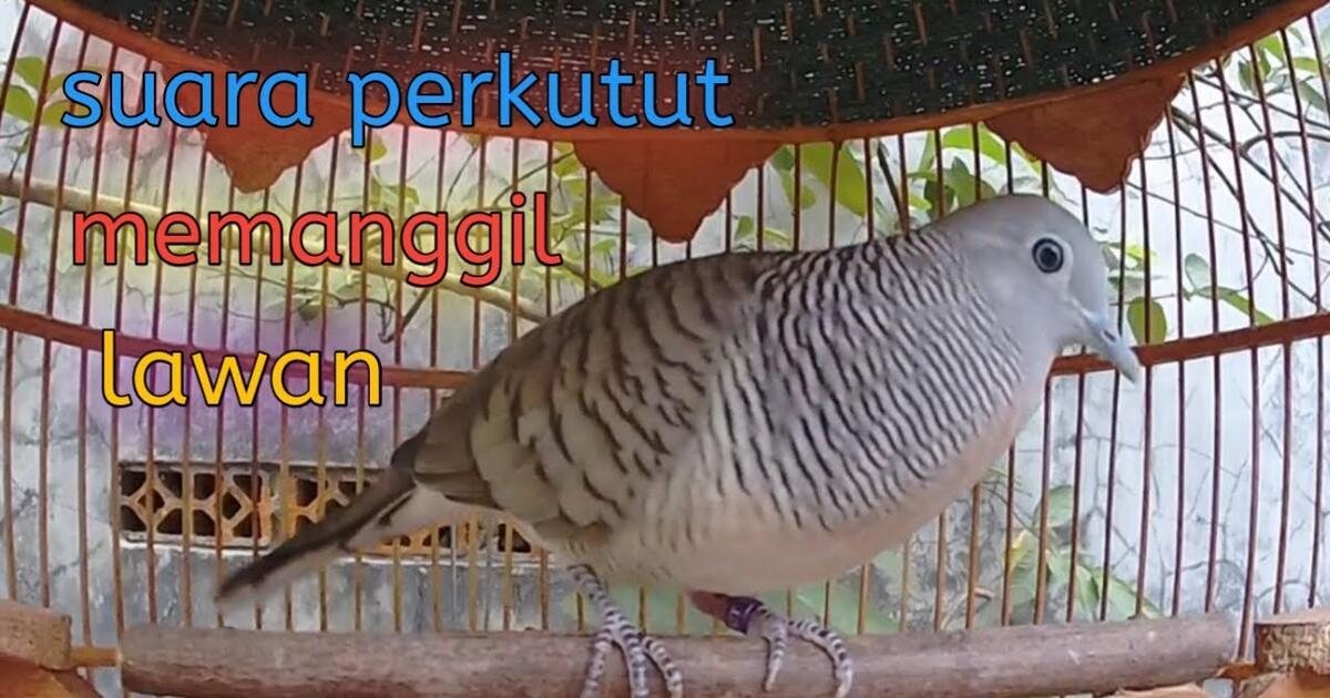 Suara perkutut lokal memanggil perkutut lain yang dengar langsung terpancing. - Bstation