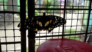 Butterfly, nakapasok sa tindahan@Gina Lubang