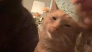 猫:好要亲亲是吧？