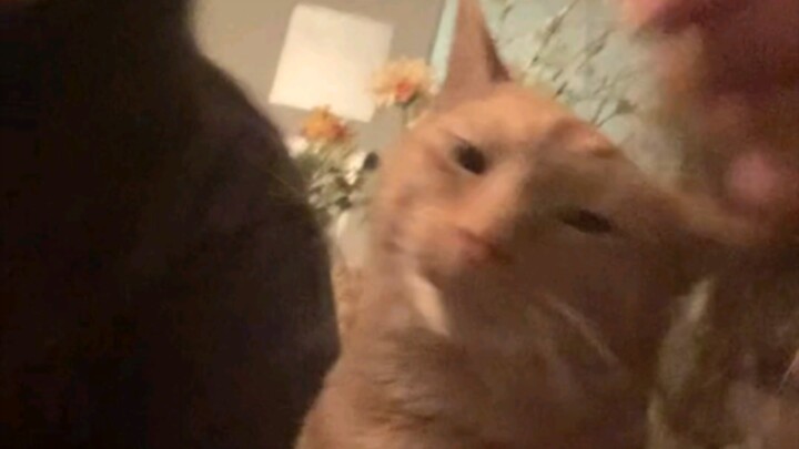 Cat: You want a kiss, right?