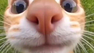 hidung belang