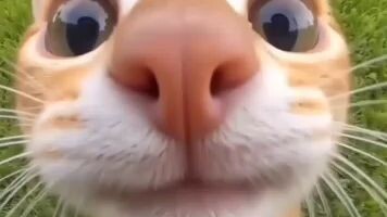 hidung belang