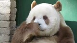 [Animals]A brown panda: QiZai's happy life