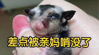 Nyaris kehilangan nyawa di mulut induknya! "Cinta" tiba-tiba dari induk sugar glider