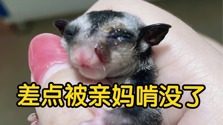 Nearly lost my life to my mom! The sugar glider mom's "love" came out of nowhere