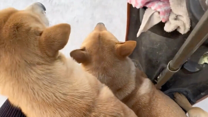 วันหนึ่งของต้าหวงในชนบทช่างผ่อนคลายเพียงใด?