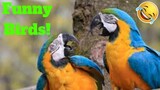 💥Funny Parrot And Bird Viral Weekly LOL😂🙃💥 of 2019 | Funny Animal Videos💥👌