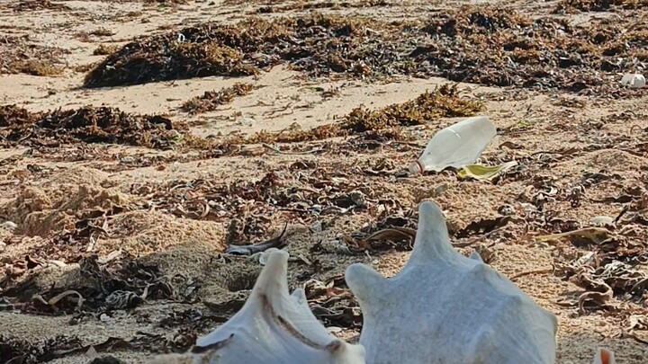 Sea shore