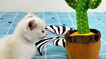 Si kucing kecil pun bisa marah kok