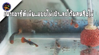 เพาะอาร์ทีเมียแบบกลางแดดและในร่มแบบไม่ต้องเป่าให้อนุบาลลูกปลากัดจะได้ผลหรือไม่สไตล์korattv