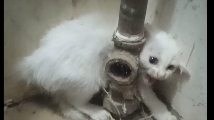 The white cat went into stress after being beaten by a stray, then came home and suddenly went into 
