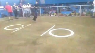 3x winner bulik (3 cock derby champ)