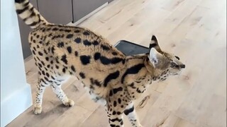 Baby, is your tail a snake?