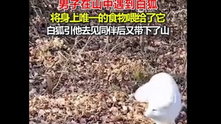 They say foxes in Northeast China are mythical creatures—I believe it now after watching this; they 