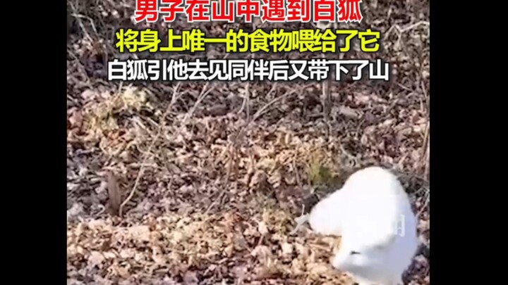 Semua bilang rubah di Timur Laut adalah makhluk abadi, setelah melihatnya aku percaya, memang benar-