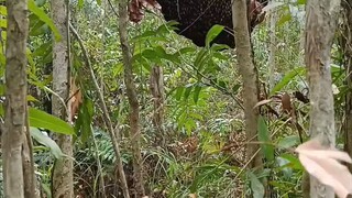 Nemu Sarang lebah Dipohon Mati