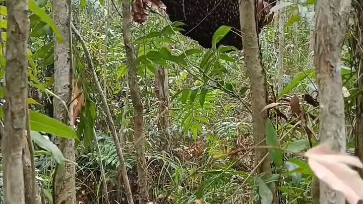 Nemu Sarang lebah Dipohon Mati