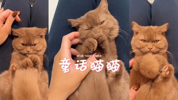 Cats from the fairytale world have wandered into reality 🧚
