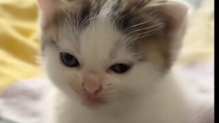 Kucing Suara Berlin