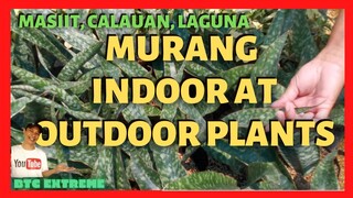 VERNACRIS GARDEN | Murang Bilihan ng Indoor Outdoor House Plants | Garden Center Calauan Laguna