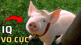 Chú Lợn Siêu Thông Minh Có IQ Vô Cực | Tóm Tắt Phim Chú Lợn Chăn Cừu | AHA MOVIE