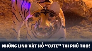 Hổ "hề" tại Phú Thọ