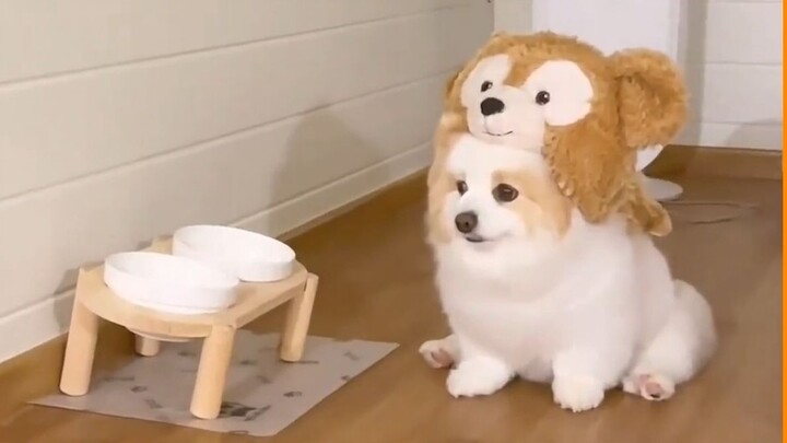 “เพื่อป้องกันไว้ก่อน เผื่อพวกคุณยังไม่เคยเห็นลูกสุนัขที่น่ารักขนาดนี้”