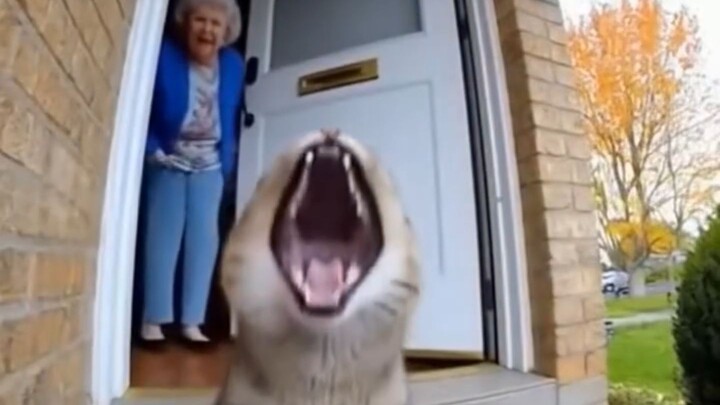 This cat is amazing to watch #cat