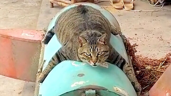 “This chubby cat had me laughing for a full 2 minutes and 18 seconds!!”