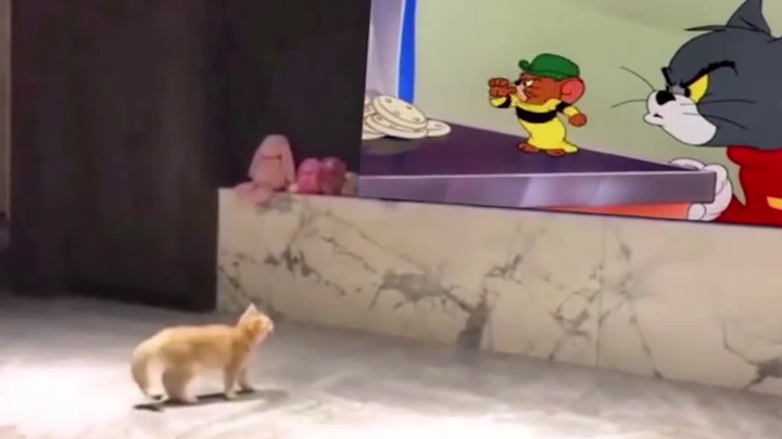 Cat Enlightenment Animation