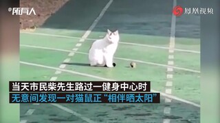 建议改成：猫 和 老 鼠