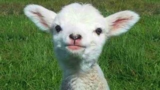 Best Funny Animal Videos Of The 2021 for Good Laugh 🤣 Funniest Animal Reaction