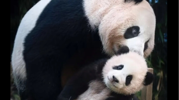 【Phúc Bảo】Ngay khoảnh khắc Phúc Chú Chú xuất hiện, mẹ Ái Bảo có phải đã thở dài không nhỉ?