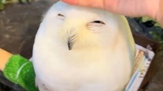 When you gently stroke the snowy owl's head, it not only doesn't resist but even looks at you with a