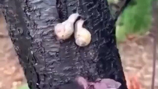 强行异地恋