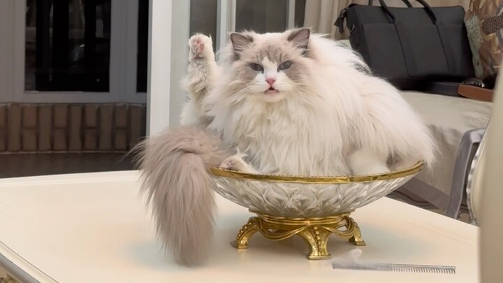 يا خنزير المجرم، لقد ارتكبت خطأً فادحًا! جُرِّدت من حقك في وجبة خفيفة اليومية!