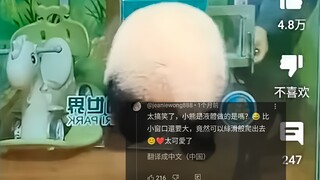 外网热议中国熊猫越狱搞笑瞬间，350万人浏览，网友：熊猫是液体做的吗？