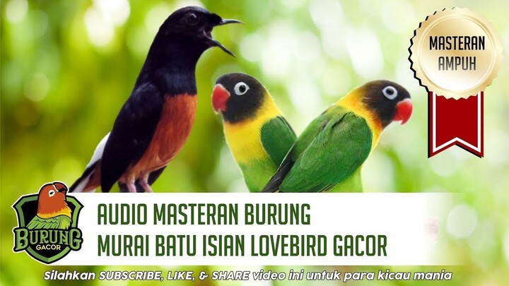 Audio Masteran Burung Murai Batu Isian Lovebird Gacor