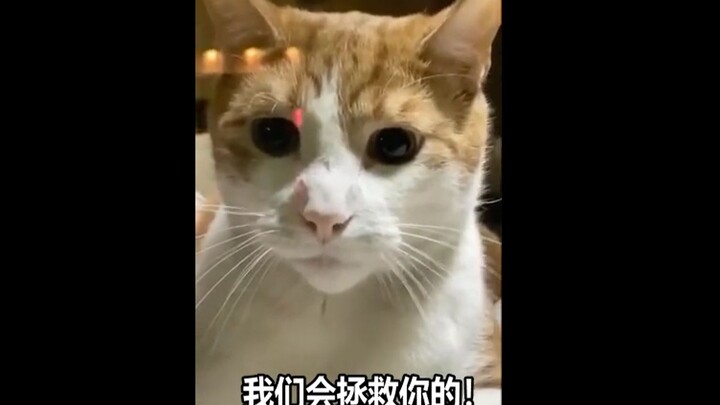 Miao miao miao???