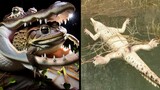 This Poisonous Toad Killed Hundreds Of Crocodiles In Australia