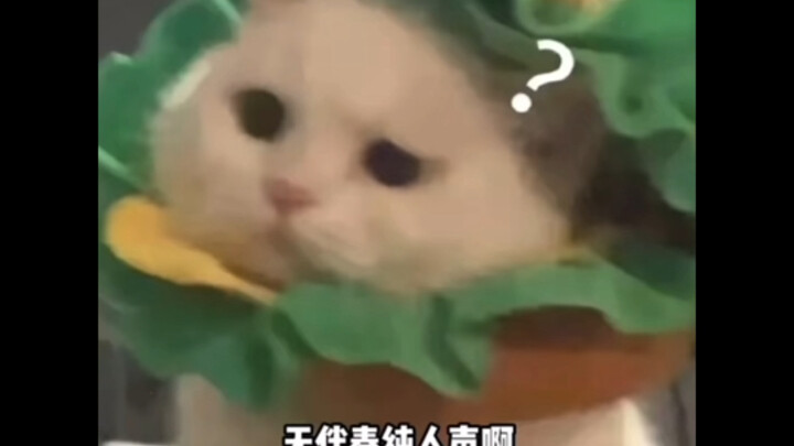 ถ้าคุณไม่บอกฉันว่านี่เป็นรอบแรก ฉันก็คิดว่ามันเป็นรอบชิงชนะเลิศแล้ว แค่คนเดียวก็ระดับแชมป์ของโรงเรีย