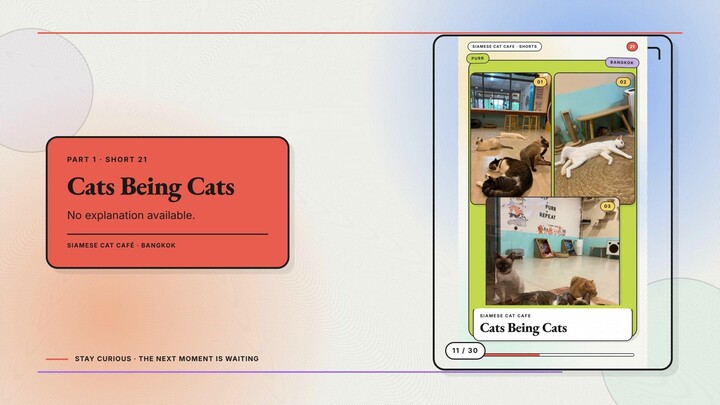 Siamese Cat Café #11 — Cats Being Cats + Personal Space? Never Heard of It