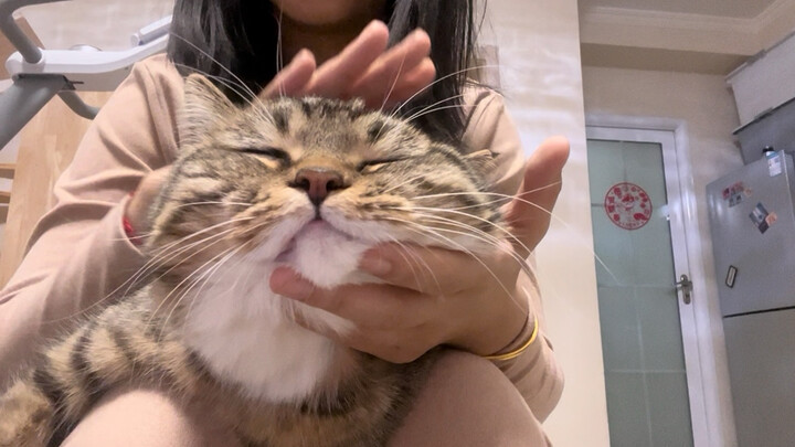Cat’s head has melted