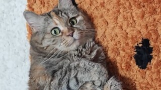 I'm not fat; I'm just fluffy.